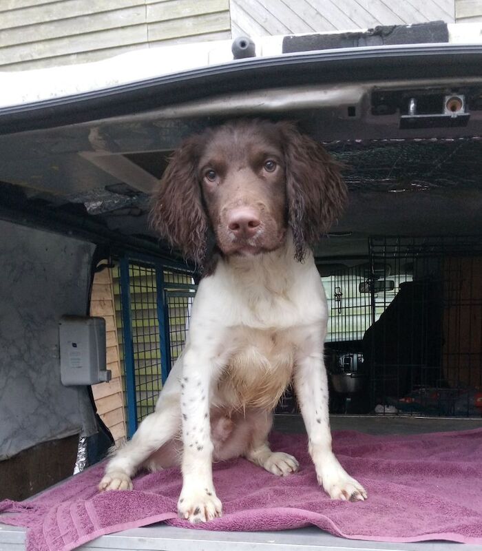 Lisa Jane Allen - Sixchimnies - Springer Spaniel Breeder on Springer Spaniel Owners - Image 11