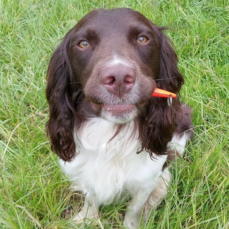 Lisa Jane Allen - Sixchimnies - Springer Spaniel Breeder on Springer Spaniel Owners - Image 12
