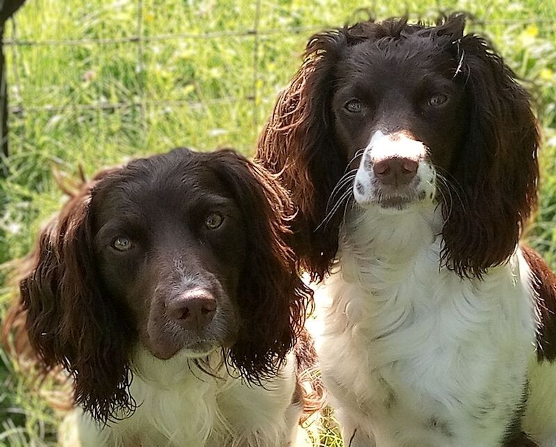 Lisa Jane Allen - Sixchimnies - Springer Spaniel Breeder on Springer Spaniel Owners - Image 13