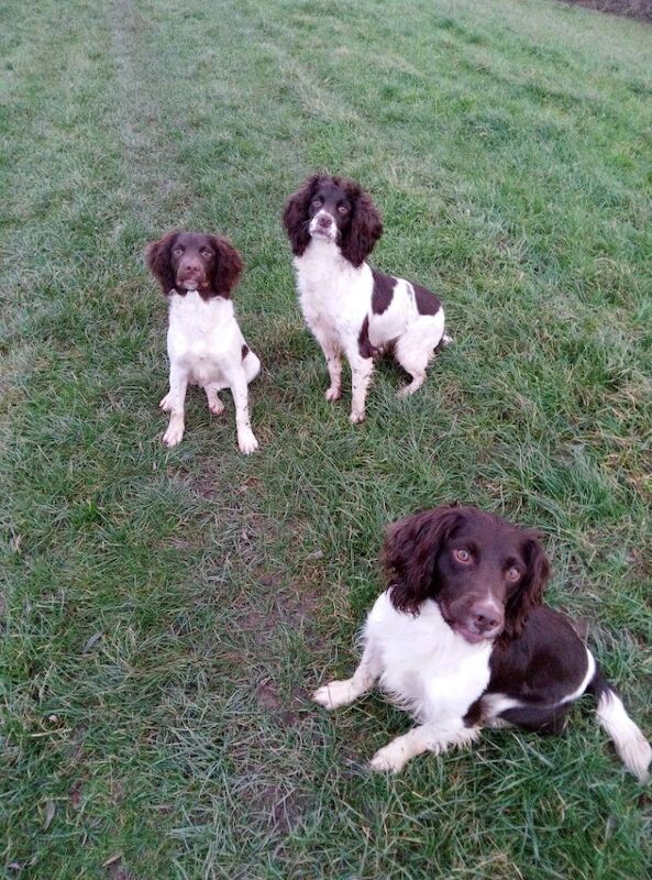 Lisa Jane Allen - Sixchimnies - Springer Spaniel Breeder - Image 14